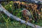Green Heron, Circle Bar B Ranch, Florida, Art Print